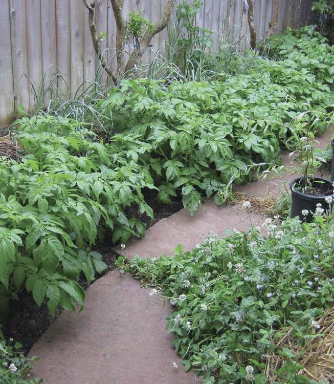 potatoes garden spore lore 