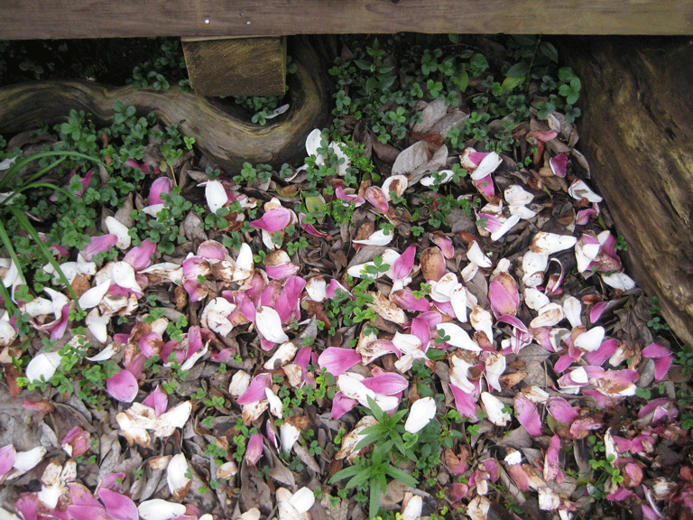 030509-Spa-Deck-groundcover----magnolia-leaves-1,-LOW-25 - Copy