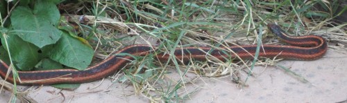 Garter Snake by Deck Steps