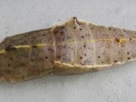 Close-up of butterfly chrysalis