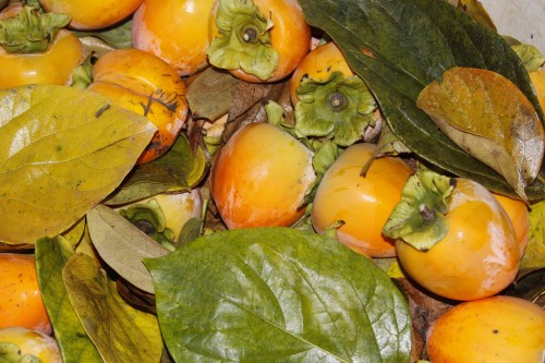 Hachiya persimmon fruit and leaves