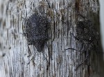 Brown Marmorated Stink Bugs on redwood driftwood