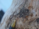 Brown Marmorated Stink Bug on redwood driftwood