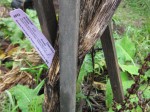 decaying artichoke stalk holding nursery tag