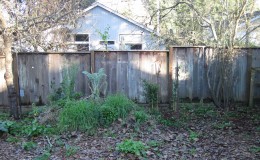 Back fence line before trellis installation of House Finch Hideaway.