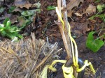 Grape vine cuttings planted with Right earth anchor. Note the highly visible yellow cord to warn passersby.
