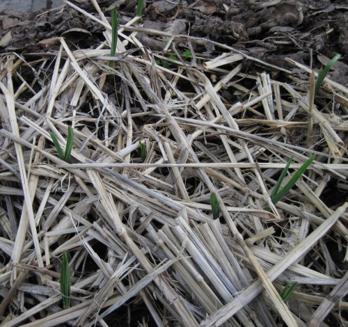Close-up of garlic sprouts.
