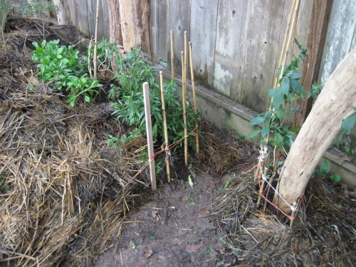 Vines at base of posts -- caged and mulched.
