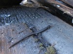 A slender salamander discovered between wooden roofing tiles (shakes).