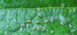 aphids on squash leaf