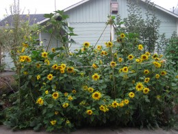 Sunflowers and pumpkin vine.