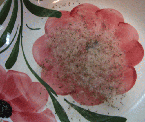 Dandelion seed in bowl