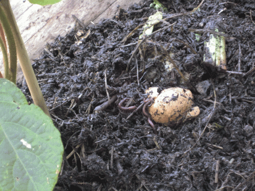 Figure 4.143  Earthworm Bin Harvest.  