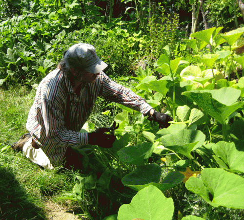 Tony harvests green manure (squash vines) to feed earthworms