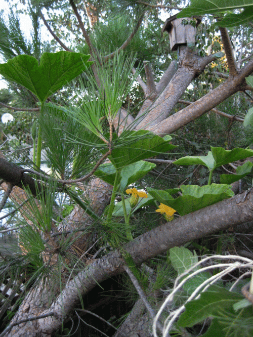 Banana squash vine climbs higher into pine.
