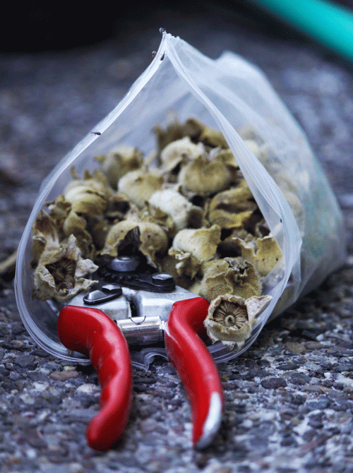 Weevils Trapped In Holyhock Seed Bag