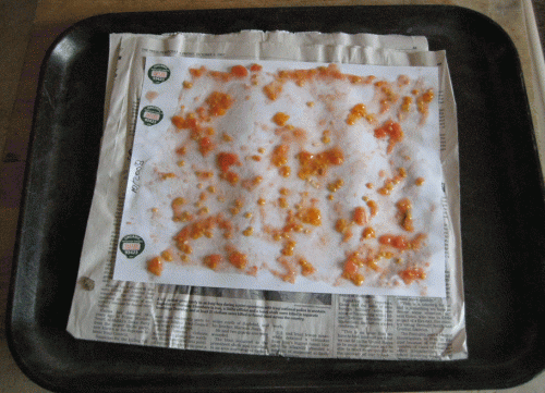 Drying Tomato Seed