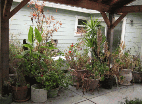A past life – a patio filled with non-native, non-food-producing plants.