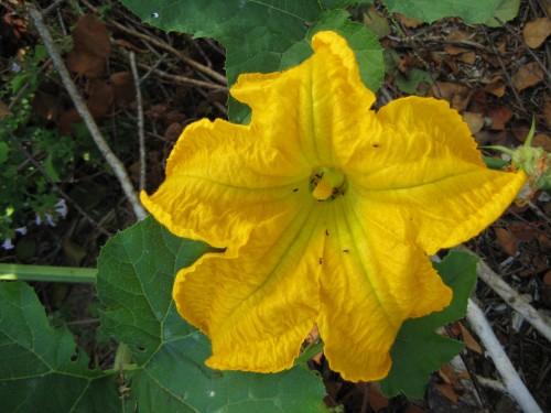female pumpkin flower with midges