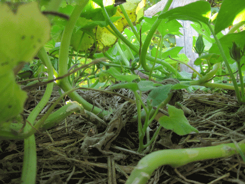 pumpkin vine undergrowth