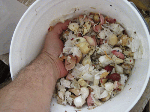 A bucket is used to break apart garlic bulbs into individual gloves.