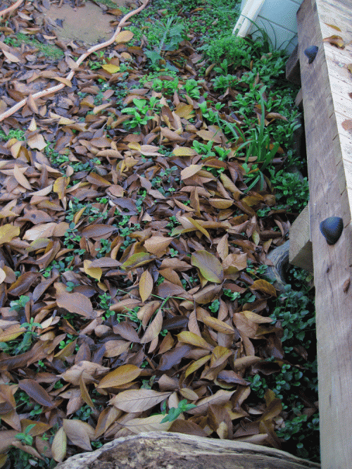 Tulip magnolia leaves alongside path and deck.