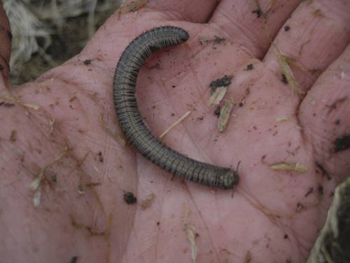 Millipede, underside (ventral aspect).