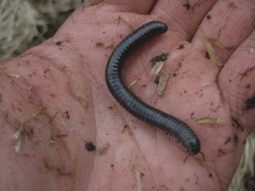Millipede, back (dorsal aspect).