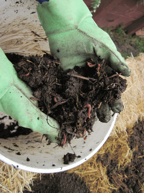 Earthworm bin harvest, rich with red wiggler worms.