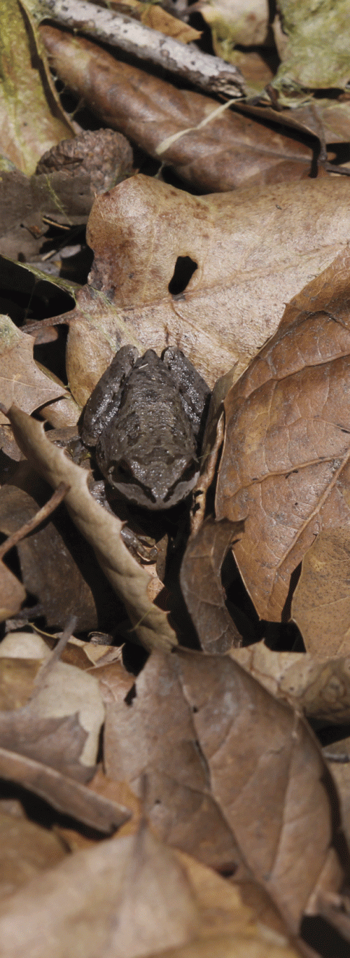 Pacific Chorus Frog (Pacific Tree Frog) in Oak Leaves. 