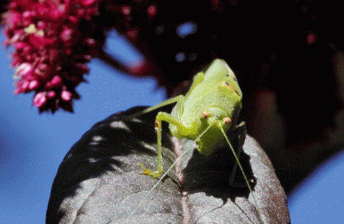 Great Green Bush Cricket on amaranth leaf.