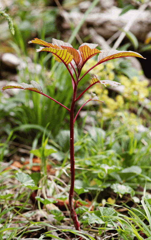 Young Amaranth Plant
