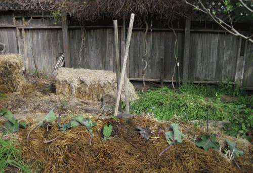 Tree collard cuttings mulched with straw, comfrey leaves, and collard leaves.