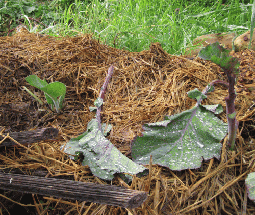 Close-up of tree collard cuttings mulched with straw, comfrey leaves, and collard leaves.
