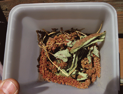 Collected and dried amaranth seed.