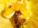 European Honey Bees gather pollen in a squash flower.