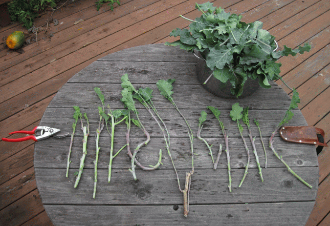 Preparing Collards for the kitchen and for propagation -- 2