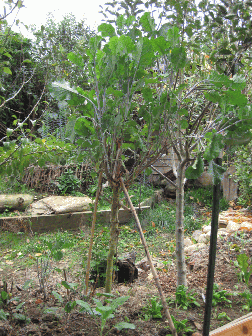 Tree Collard (supported by bamboo poles)