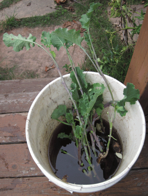 Tree collard cuttings left to thrive in water till planted SOON!