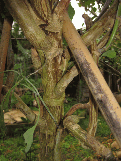 20121107 Tree Collard trunk split