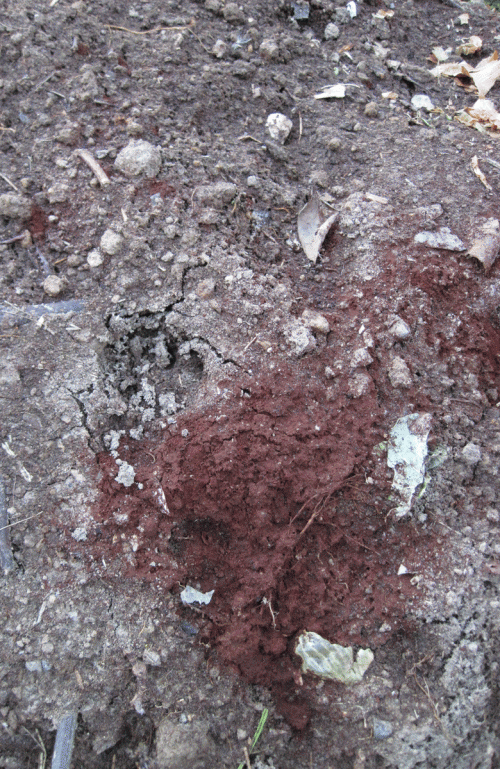 A raccoon paw print IN THE BLOOD MEAL!  
