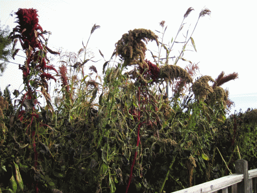 Close-up view of red and green amaranth varieties.