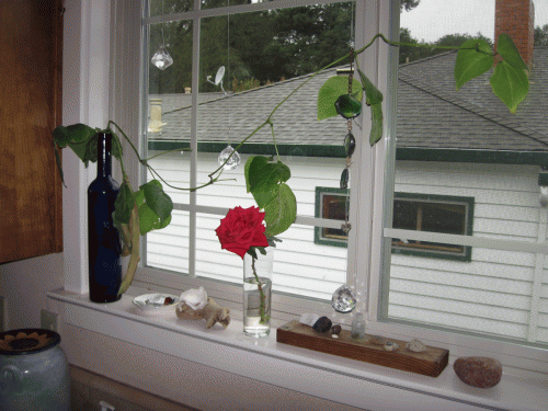 Scarlet runner beans continue to ripen on the kitchen windowsill.