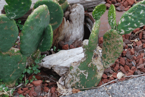 Close-up of Cacti Caverns  in 2010.  