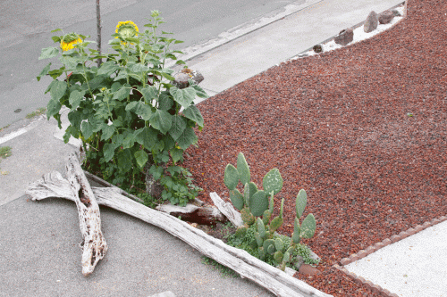 Roof view of Cacti Caverns animal habitat installation in 2010 (2 years old).