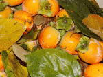 Close-up of harvested Hachiya persimmons.