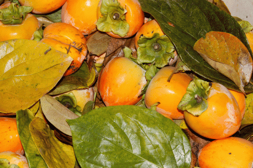 Close-up of harvested Hachiya persimmons.