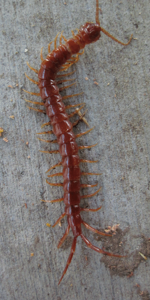 A centipede on Tony’s patio.