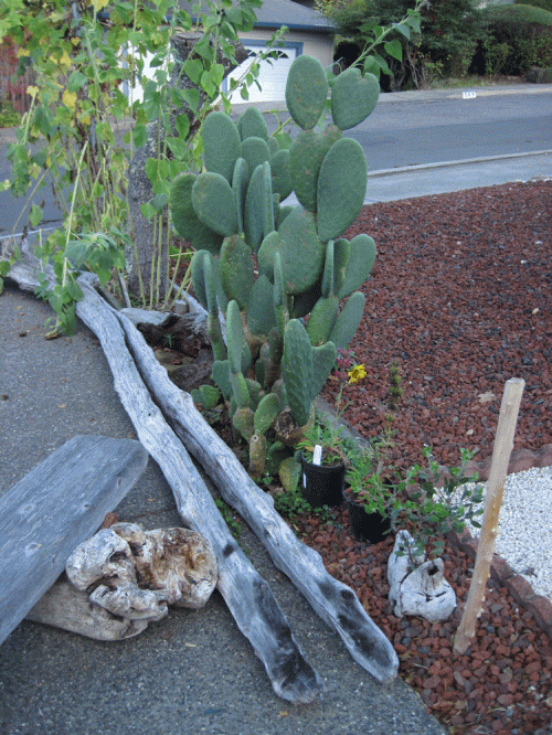 The hummingbird sage will be planted between Cacti Caverns and Monica Manzanita Mannequin.  