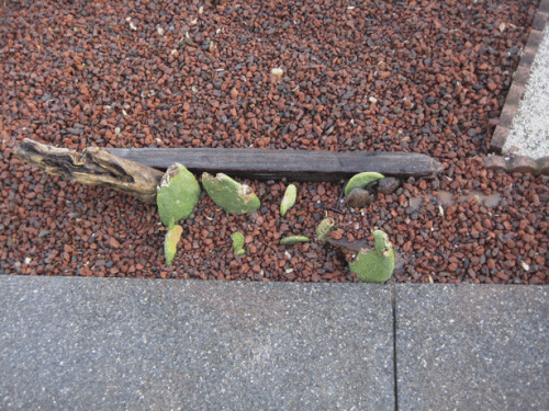 Cacti Caverns habitat installation completed.  Lots going on underground!